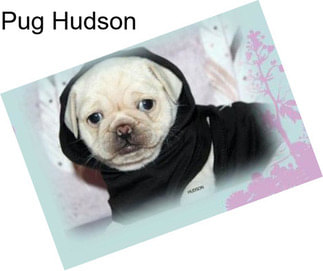 Pug Hudson