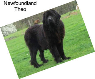 Newfoundland Theo