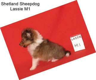 Shetland Sheepdog Lassie M1