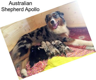 Australian Shepherd Apollo