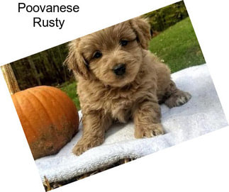 Poovanese Rusty