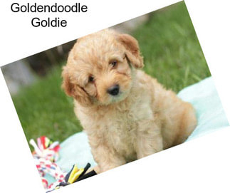 Goldendoodle Goldie