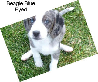 Beagle Blue Eyed