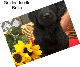 Goldendoodle Bella