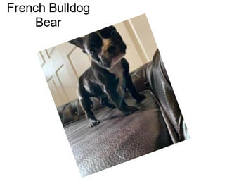 French Bulldog Bear