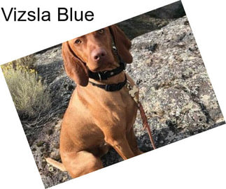 Vizsla Blue