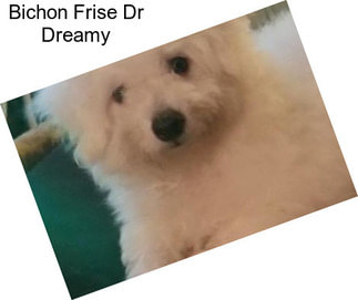 Bichon Frise Dr Dreamy