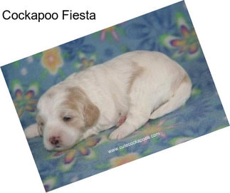 Cockapoo Fiesta