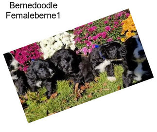 Bernedoodle Femaleberne1