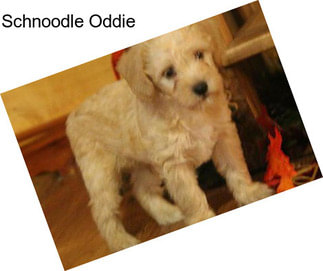 Schnoodle Oddie