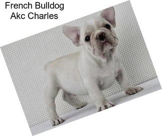 French Bulldog Akc Charles