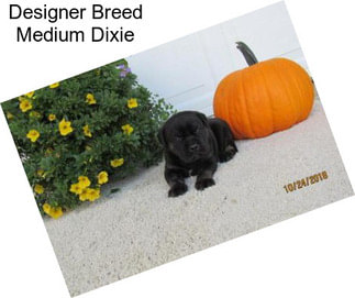 Designer Breed Medium Dixie