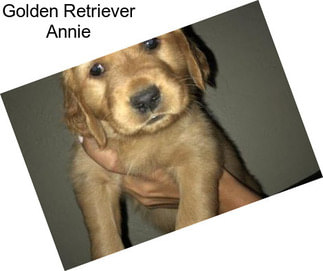 Golden Retriever Annie