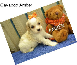 Cavapoo Amber