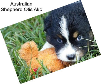 Australian Shepherd Otis Akc