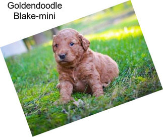 Goldendoodle Blake-mini