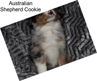 Australian Shepherd Cookie