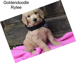 Goldendoodle Rylee