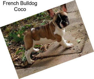 French Bulldog Coco