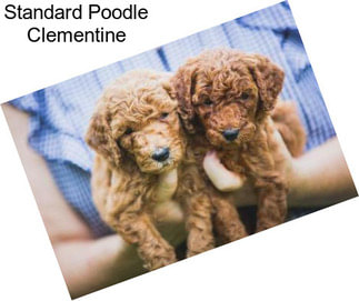 Standard Poodle Clementine