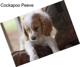 Cockapoo Peeve