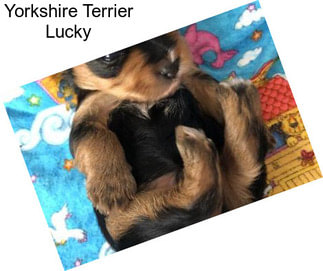 Yorkshire Terrier Lucky