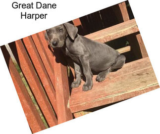 Great Dane Harper