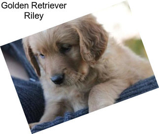 Golden Retriever Riley