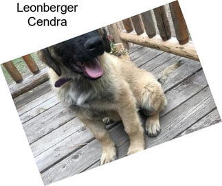 Leonberger Cendra