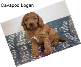 Cavapoo Logan