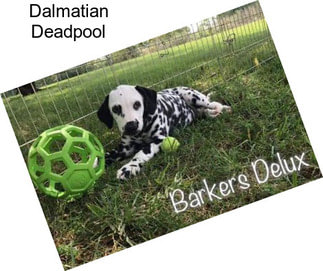 Dalmatian Deadpool