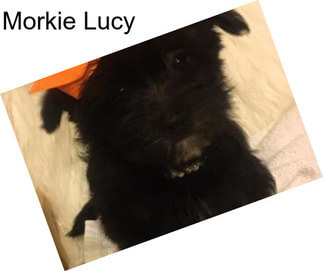 Morkie Lucy