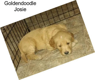 Goldendoodle Josie