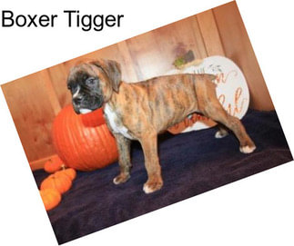 Boxer Tigger