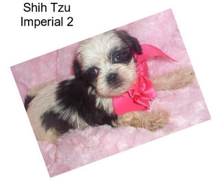 Shih Tzu Imperial 2