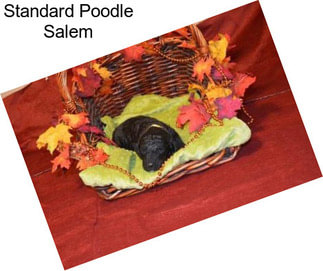 Standard Poodle Salem