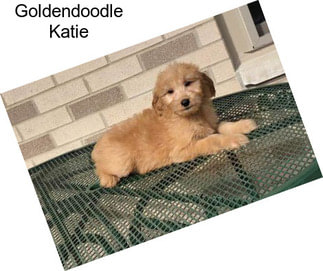 Goldendoodle Katie