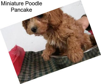 Miniature Poodle Pancake