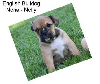 English Bulldog Nena - Nelly