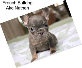 French Bulldog Akc Nathan