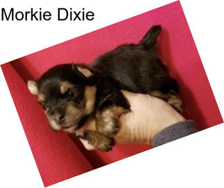 Morkie Dixie