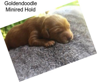 Goldendoodle Minired Hold