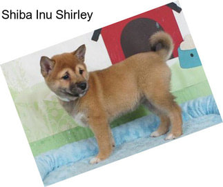 Shiba Inu Shirley