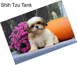 Shih Tzu Tank