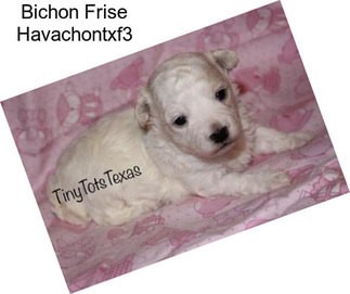 Bichon Frise Havachontxf3