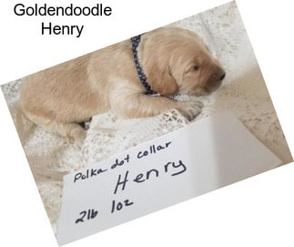 Goldendoodle Henry