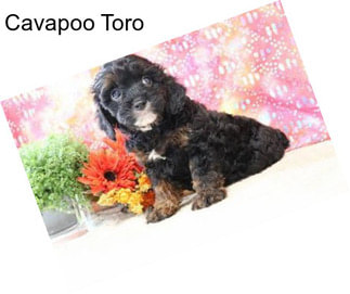 Cavapoo Toro