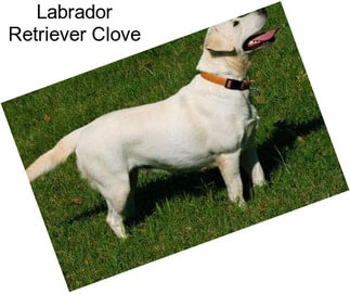 Labrador Retriever Clove