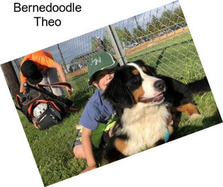 Bernedoodle Theo