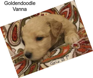 Goldendoodle Vanna